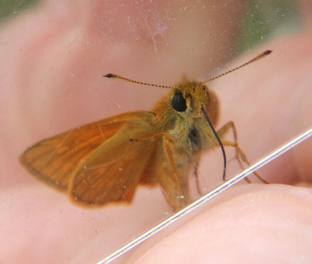 Thymelicus lineola?